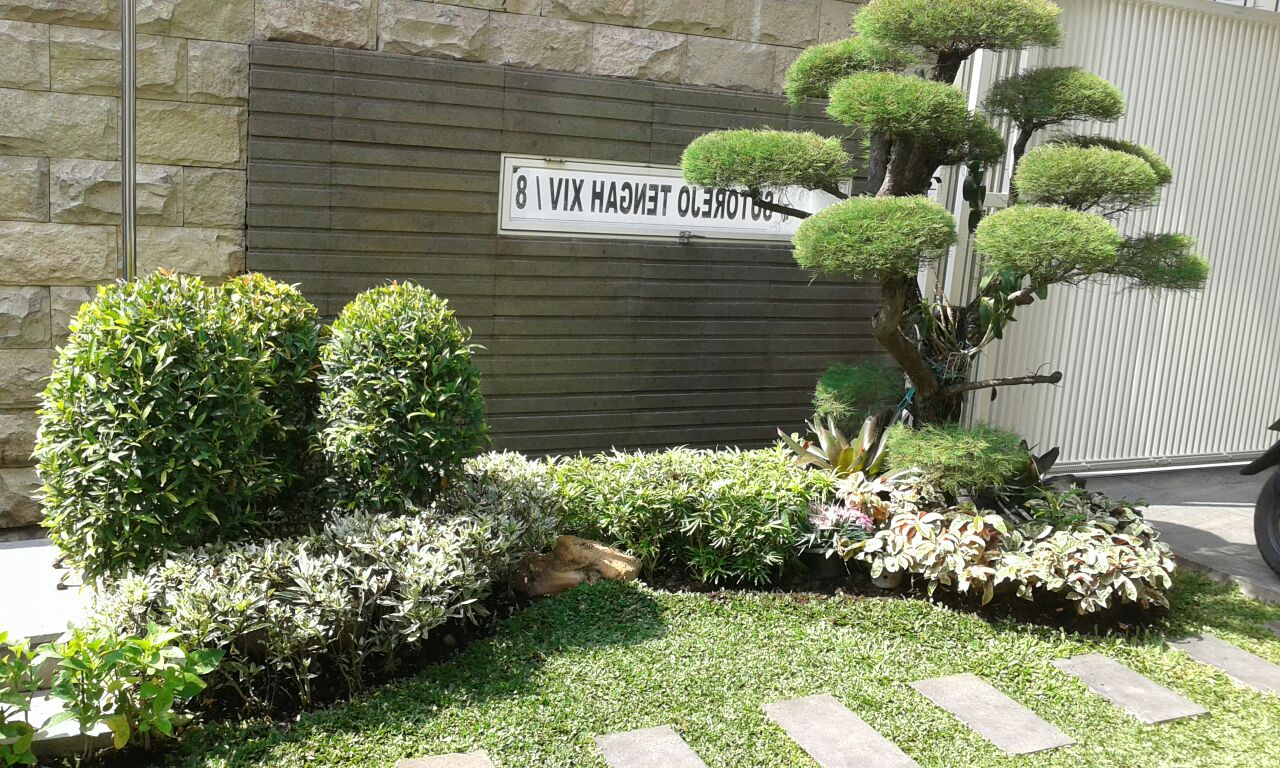RUMPUT GAJAH MINI